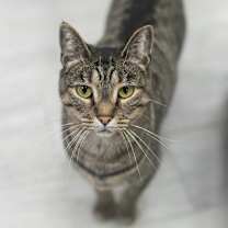 Thumbnail photo of Renna #1