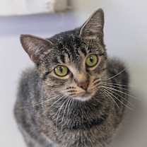 Thumbnail photo of Bellini #1