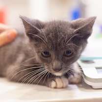 Thumbnail photo of Tango #2