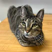 Thumbnail photo of Renna #3