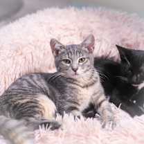 Thumbnail photo of Boba #1