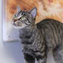 Thumbnail photo of Bellini #3