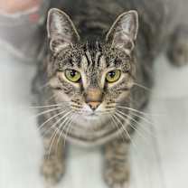 Thumbnail photo of Renna #4