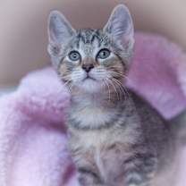 Thumbnail photo of Stitch #4