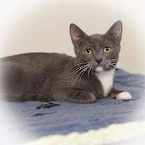 Thumbnail photo of Tango #4