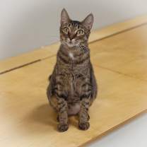 Thumbnail photo of Thema #4