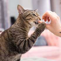 Thumbnail photo of Penelope #4