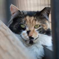 Thumbnail photo of Bianca #1