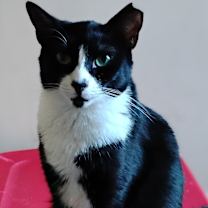 Thumbnail photo of Panda #1