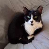 Thumbnail photo of Panda #2