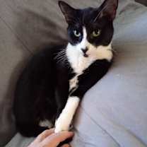 Thumbnail photo of Panda #3