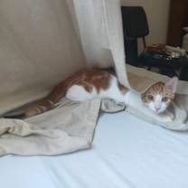 Thumbnail photo of Mesteka #4