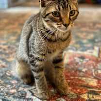 Thumbnail photo of Rumi #3