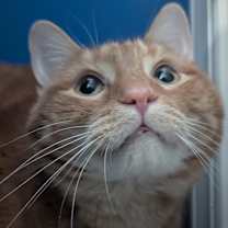 Thumbnail photo of Lenny (fka Ember) #3