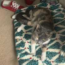 Thumbnail photo of Clementine #2