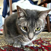 Thumbnail photo of Zoey #4