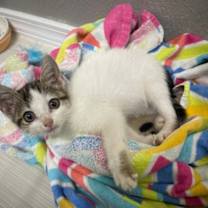 Thumbnail photo of Lucy #1