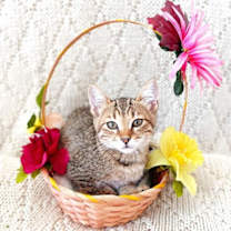 Thumbnail photo of Nessa Rose #1