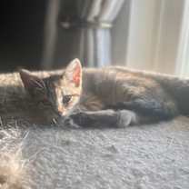 Thumbnail photo of Peanut #2