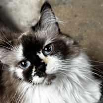 Thumbnail photo of JACKIE #2