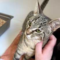 Thumbnail photo of Delilah #3