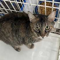 Thumbnail photo of Kinsley #3