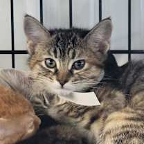 Thumbnail photo of Kinsley #4