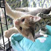 Thumbnail photo of Pippa #3