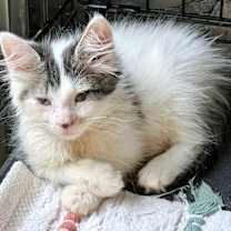 Thumbnail photo of Percy #4