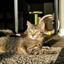 Thumbnail photo of C282 litter Astrid #4