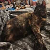 Thumbnail photo of Molasses (Momo) #2