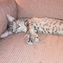 Thumbnail photo of Louie #2