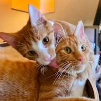 Thumbnail photo of Charlie ⭐️PROMOTION⭐️ BONDED with Seth - Show Hosts #4