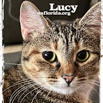 Thumbnail photo of Lucy #4