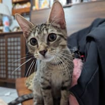 Thumbnail photo of Rex #1