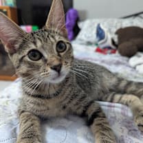 Thumbnail photo of Rex #2