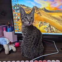 Thumbnail photo of Rex #3