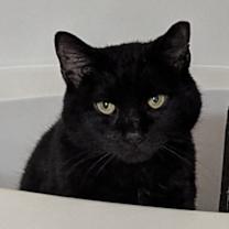 Thumbnail photo of Midnight Storm  #3