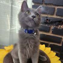 Thumbnail photo of SEAMUS #2