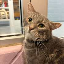 Thumbnail photo of Jester #1