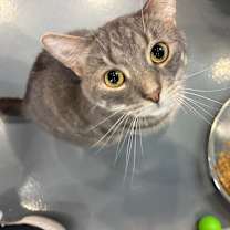 Thumbnail photo of Jester #3