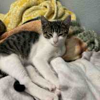 Thumbnail photo of Olly #3