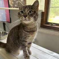 Thumbnail photo of Aurora #3