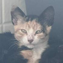 Thumbnail photo of Travis #2