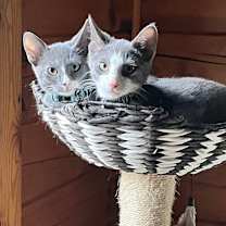 Thumbnail photo of Luke (bonded with Duke; Dukes #1