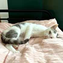 Thumbnail photo of Swan #3