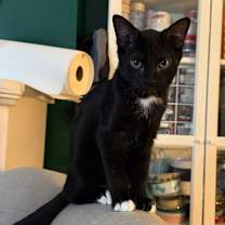 Thumbnail photo of Mocha #4