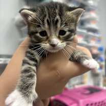 Thumbnail photo of Queenie (Mia Kit) #2