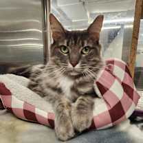 Thumbnail photo of Whisp #1