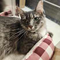 Thumbnail photo of Whisp #4